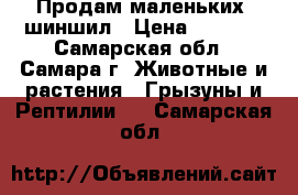 Продам маленьких  шиншил › Цена ­ 5 000 - Самарская обл., Самара г. Животные и растения » Грызуны и Рептилии   . Самарская обл.